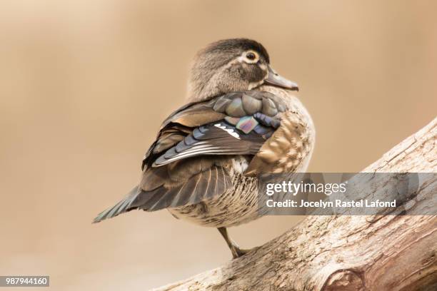 canard branchu 13 - canard stock pictures, royalty-free photos & images