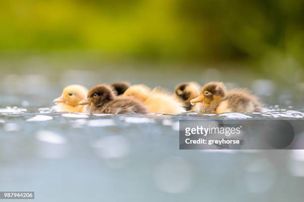 one day old - day old chicks stock pictures, royalty-free photos & images