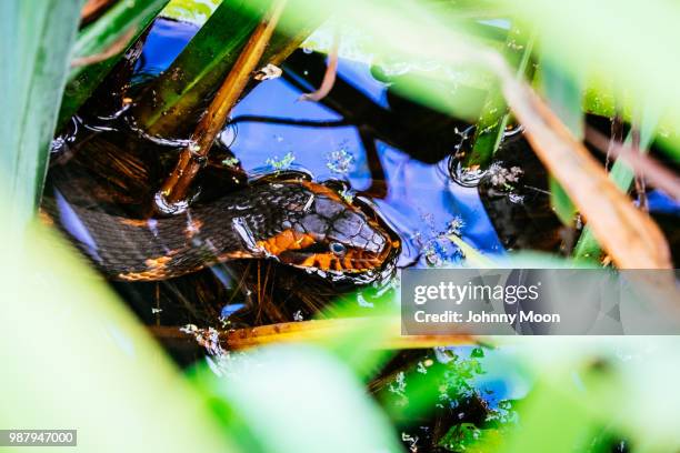 water snake - water snake stock pictures, royalty-free photos & images