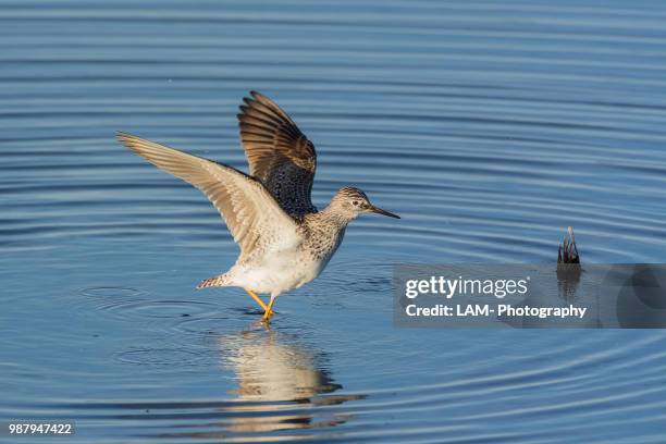 spotted sandpiper 4 - charadriiformes stock pictures, royalty-free photos & images