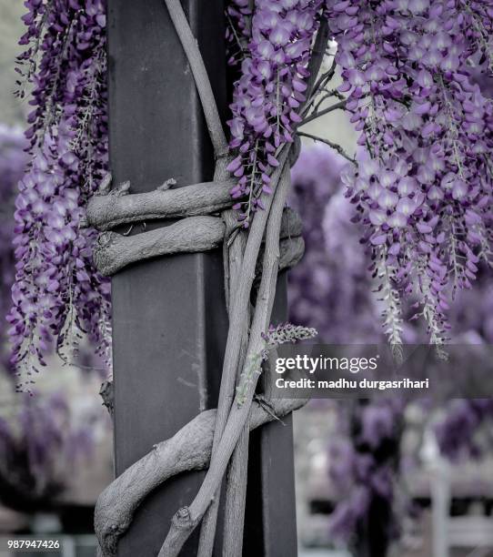 wisteria - cactus cardon photos et images de collection