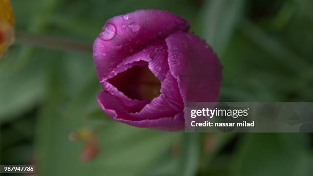 tulipe - tulipe stock pictures, royalty-free photos & images