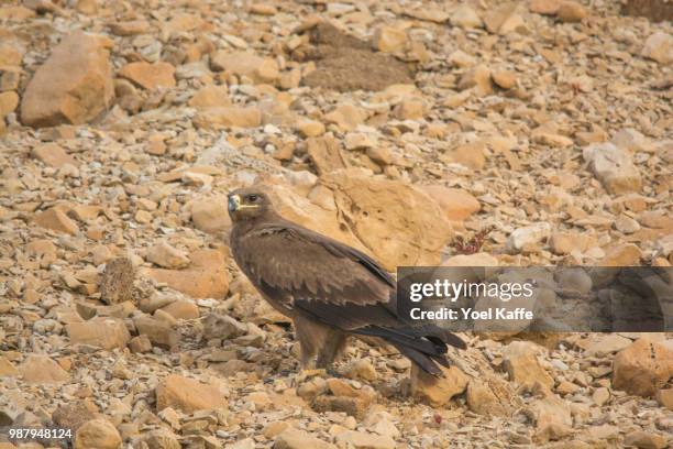 steppe eagle - kaffe stockfoto's en -beelden