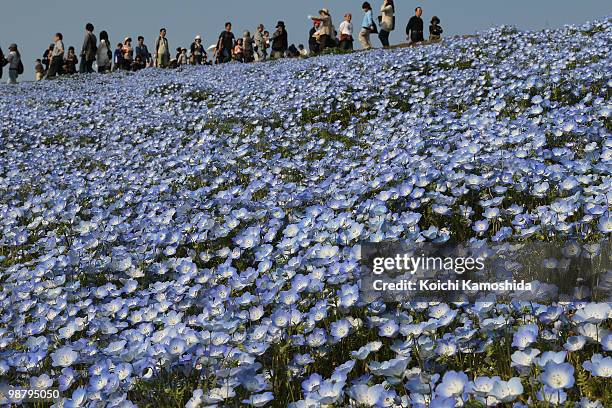 Visitors enjoy watching the Blue Nemophila flowers bloom during the Golden Week holidays, at Hitachinaka Kaihin Park on May 02, 2010 in Hitachinaka,...