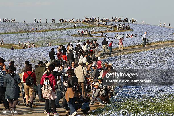 Visitors enjoy watching the Blue Nemophila flowers bloom during the Golden Week holidays, at Hitachinaka Kaihin Park on May 02, 2010 in Hitachinaka,...