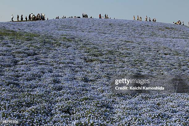 Blue Nemophila flowers bloom during the Golden Week holidays, at Hitachinaka Kaihin Park on May 02, 2010 in Hitachinaka, Ibaraki, Japan. Millions of...