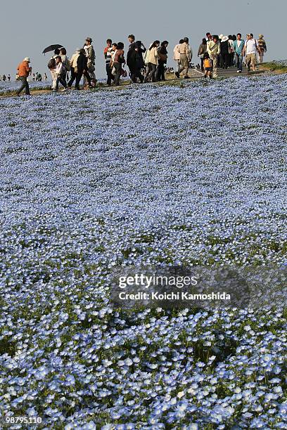 Visitors enjoy watching the Blue Nemophila flowers bloom during the Golden Week holidays, at Hitachinaka Kaihin Park on May 02, 2010 in Hitachinaka,...