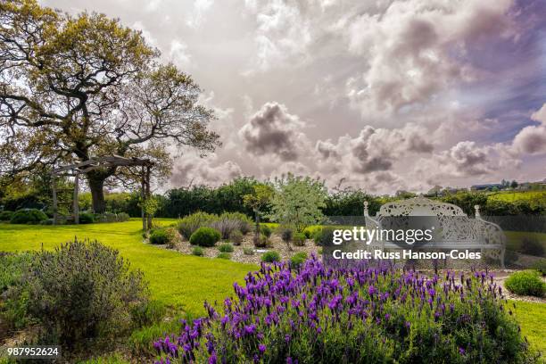 isle of wight lavender farm - coles stock-fotos und bilder