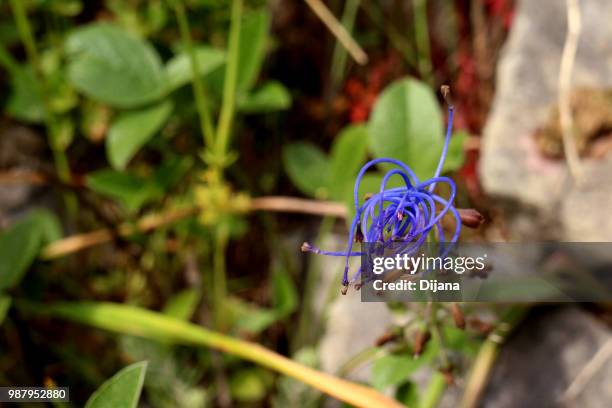 blue/purple flower - comportamientos de la flora fotografías e imágenes de stock