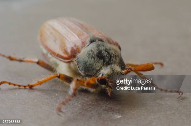 amphimallon solstilialis - june beetle stock pictures, royalty-free photos & images
