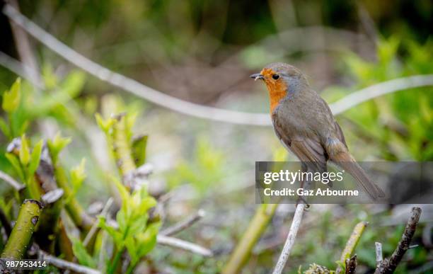 early bird - gaz imagens e fotografias de stock