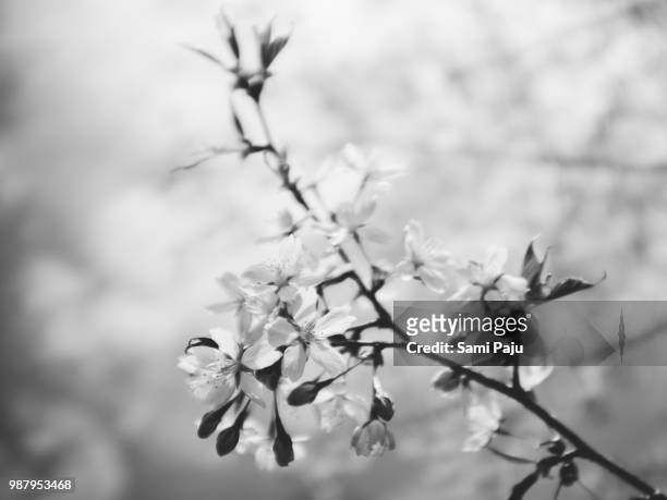 delicate - paju stock pictures, royalty-free photos & images