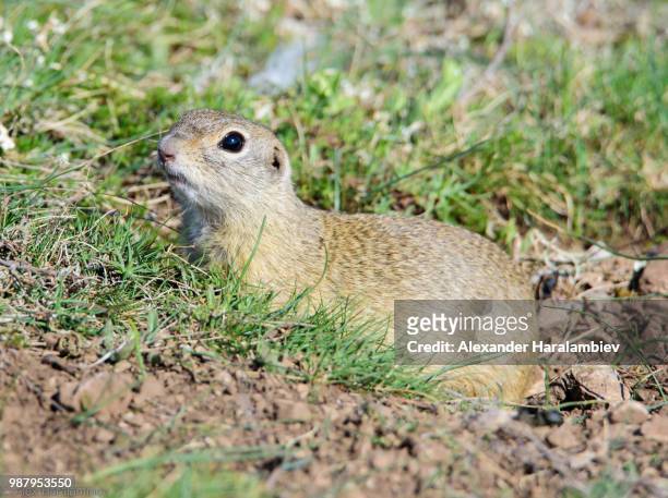 spermophilus - vulnerable species stock pictures, royalty-free photos & images
