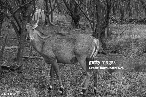 nilgai -  blue bull-(largest antelope ) - nilgai stockfoto's en -beelden