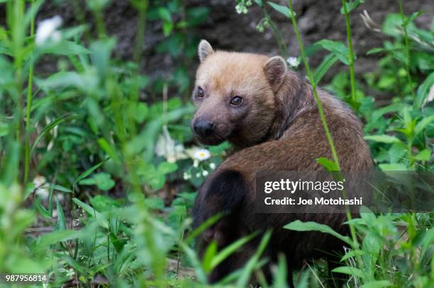 a bush dog in the woods. - bush dog stock pictures, royalty-free photos & images