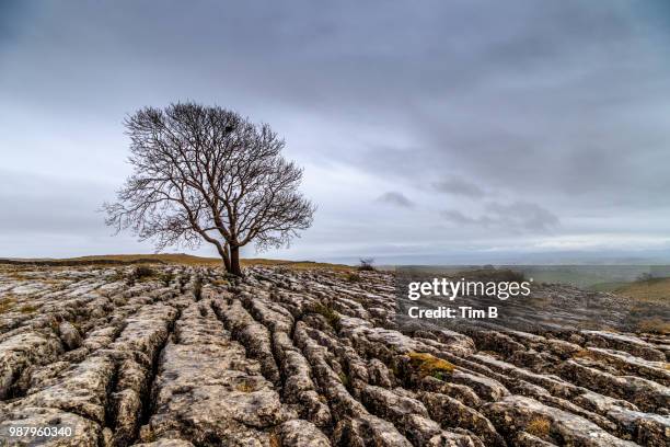 malham april - malham stock pictures, royalty-free photos & images