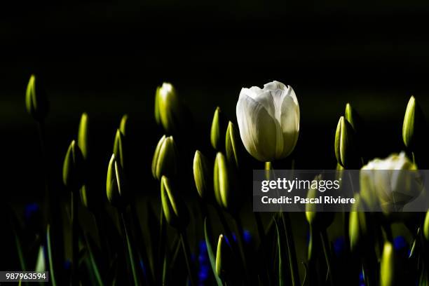 white treasure - riviere stockfoto's en -beelden