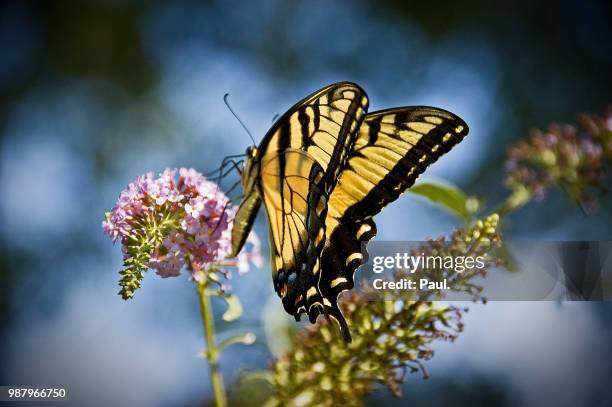 eastern tiger swallowtail - eastern tiger swallowtail stock pictures, royalty-free photos & images