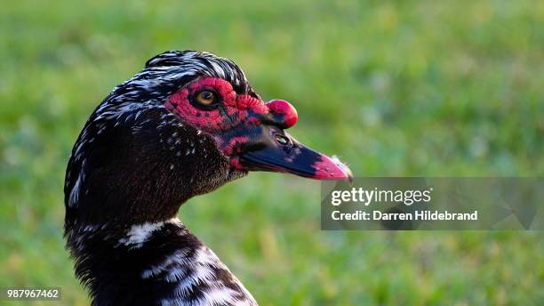 muscovy duck - muscovy duck stock pictures, royalty-free photos & images