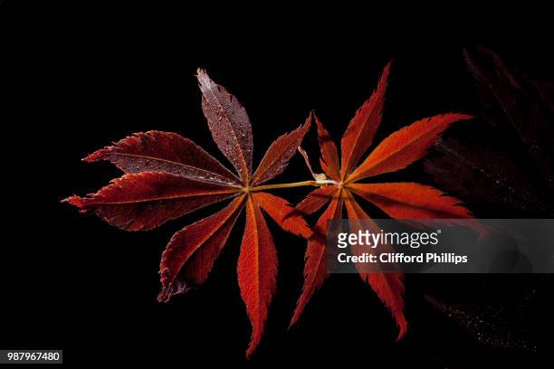 acer, japanese maple: [img_6089.jpg] - autumn phillips fotografías e imágenes de stock