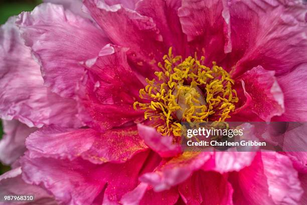 tree peony - tree peony stock pictures, royalty-free photos & images