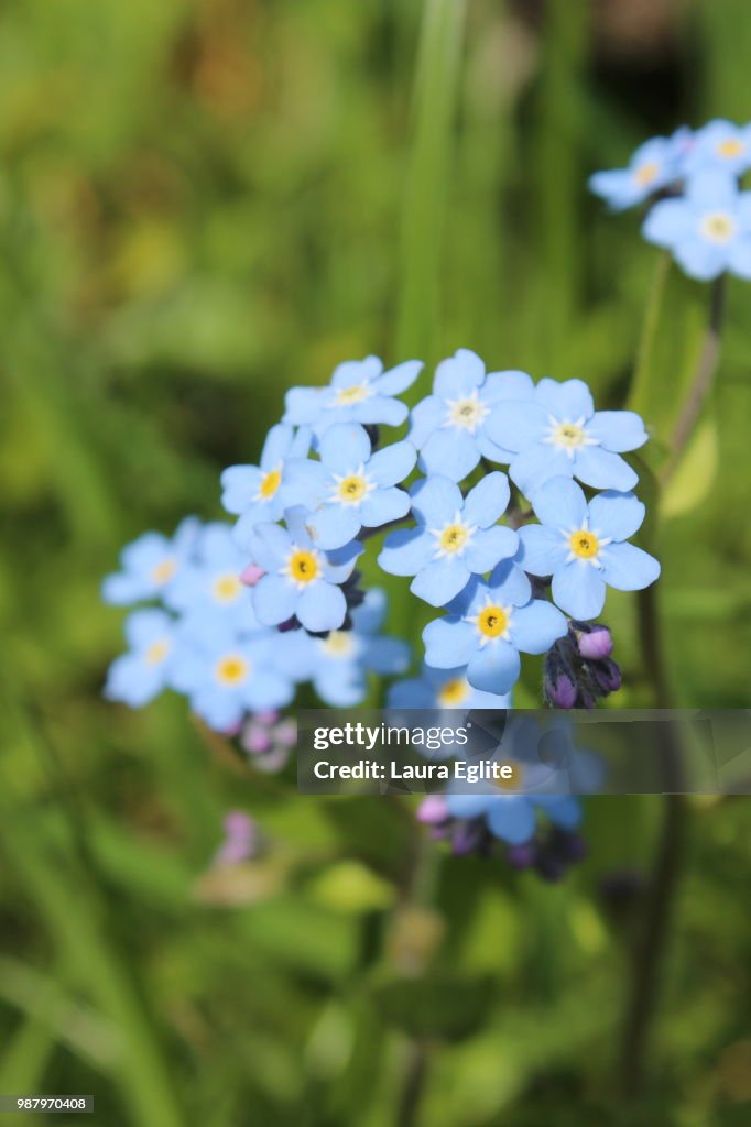 Forget me not