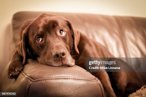 brown labrador retriever lying on couch - retriever du labrador photos et images de collection