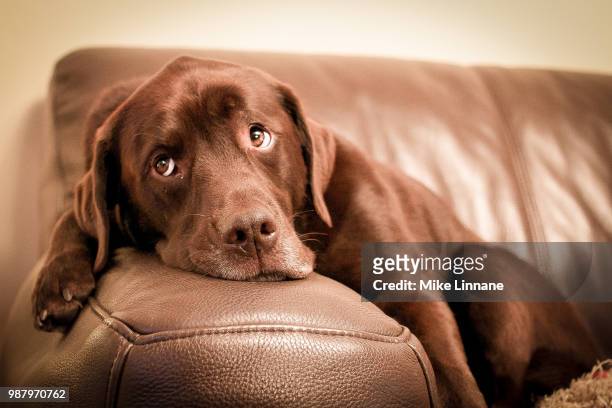 brown labrador retriever lying on couch - labrador retriever stock pictures, royalty-free photos & images
