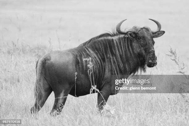 black (and white) wildebeest - black wildebeest stock pictures, royalty-free photos & images