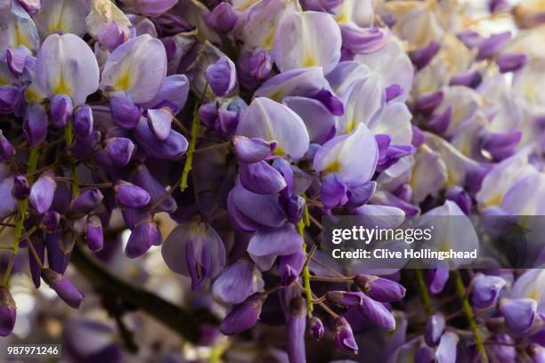 as lilac turns to white - white lilac stock pictures, royalty-free photos & images