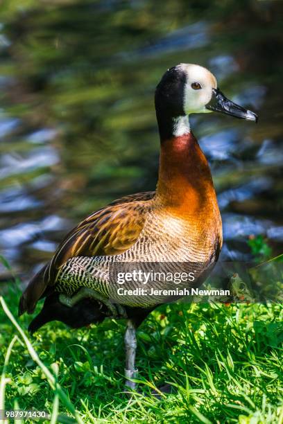 white faced whistling duck - white faced whistling duck stock pictures, royalty-free photos & images
