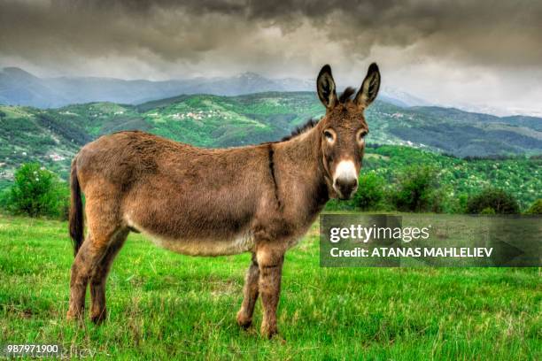 dsc_009666.jpg - donkey stock pictures, royalty-free photos & images