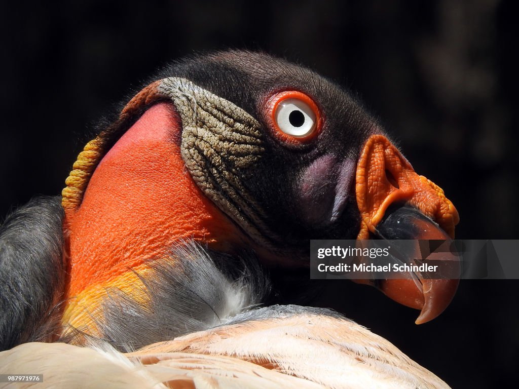 King vulture