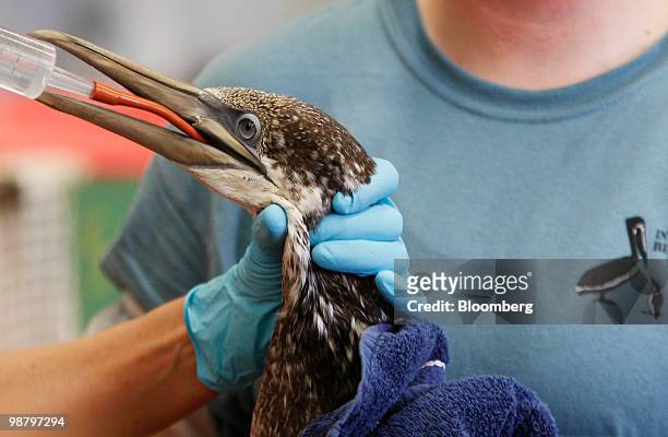 Northern Gannet bird is treated after being cleaned at the Tri-State Bird Rescue and Research Center in Boothville, Louisiana, U.S., on Saturday, May...