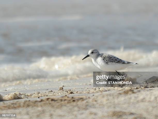 Sandpiper looks for food on Dauphin Island, Alabama, May 2 off the coast of Mobile, as the oil spill from the BP Deepwater Horizon platform disaster...