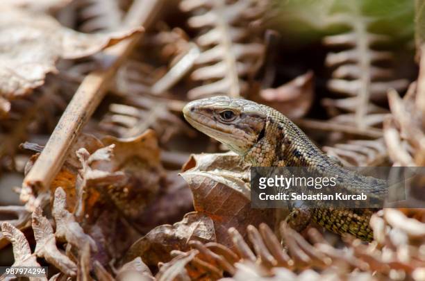 common lizard - squamata - fotografias e filmes do acervo