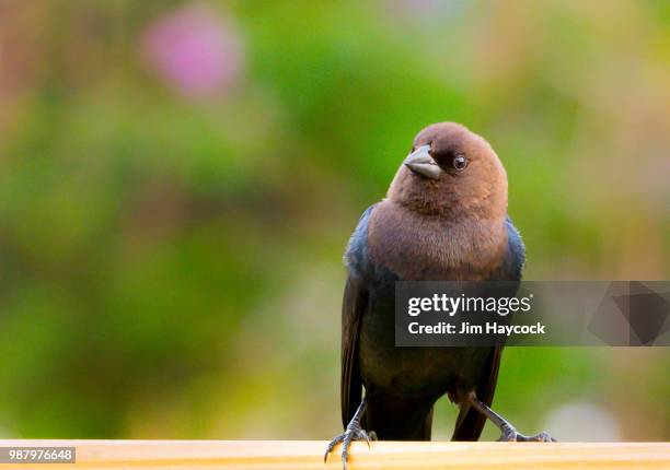 brown headed cowbird on wood - cowbird stock pictures, royalty-free photos & images