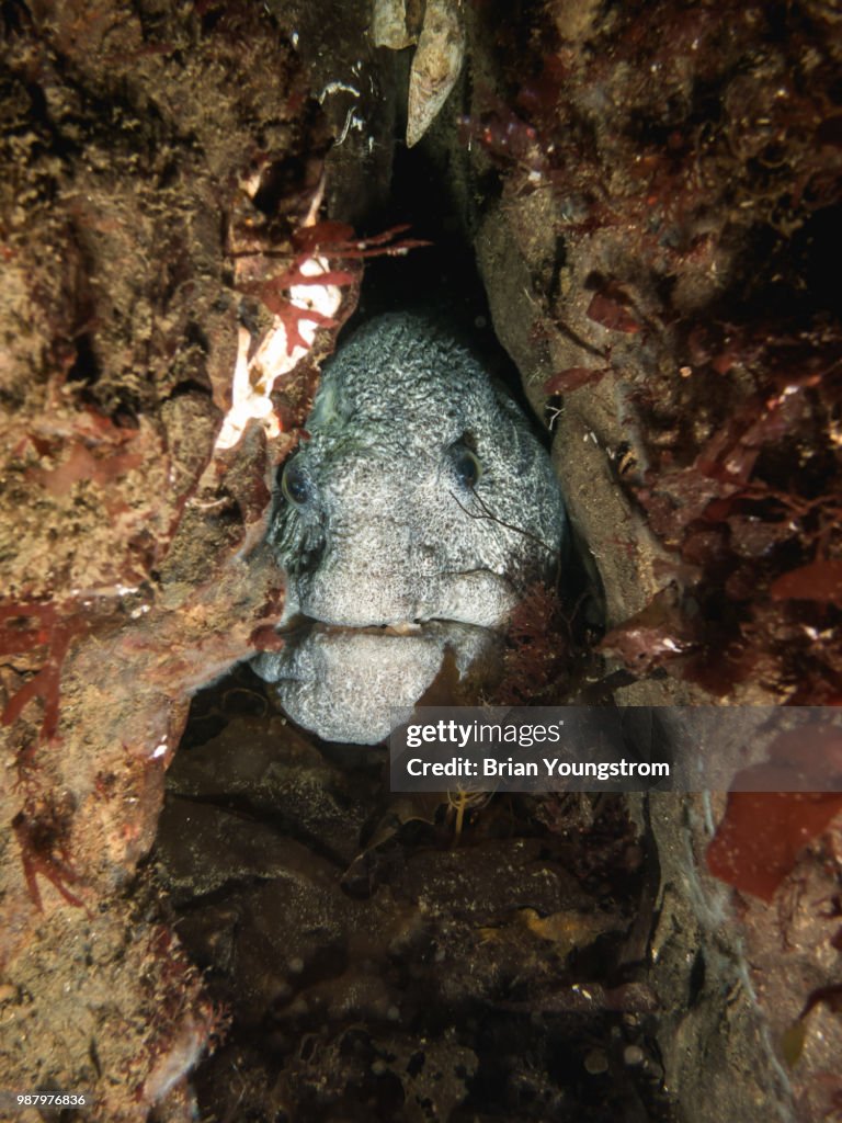 Peering wolf eel