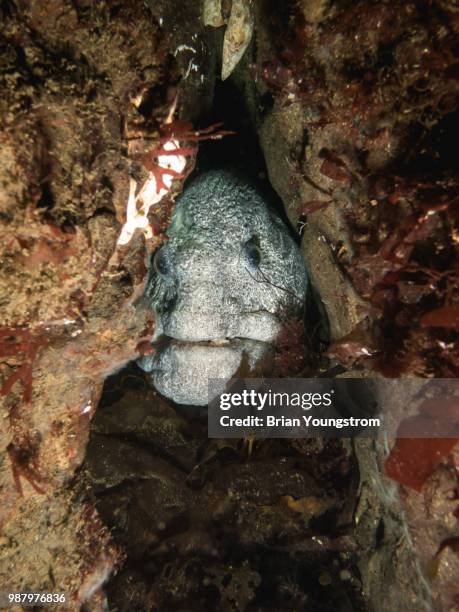 peering wolf eel - wolf eel stock pictures, royalty-free photos & images