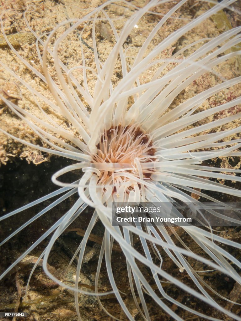 Sea Anenome