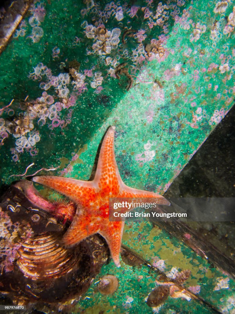 Leather starfish
