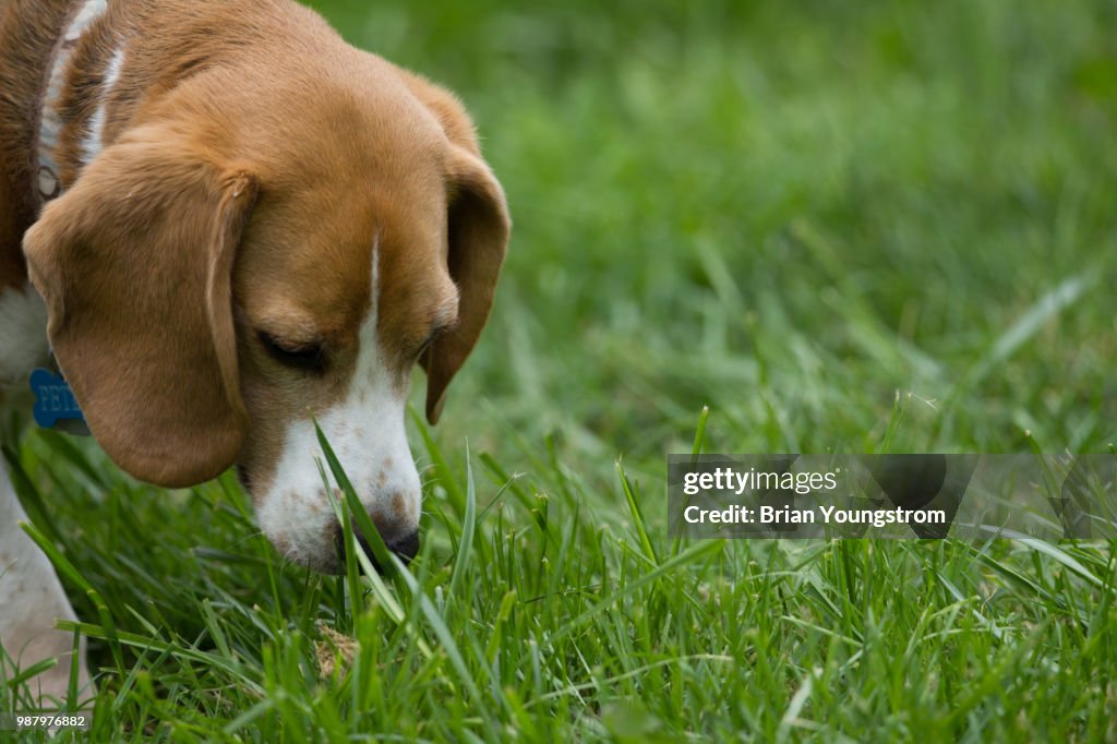 Good smells