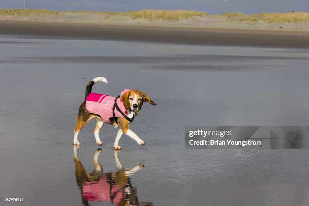 Prancing Penny