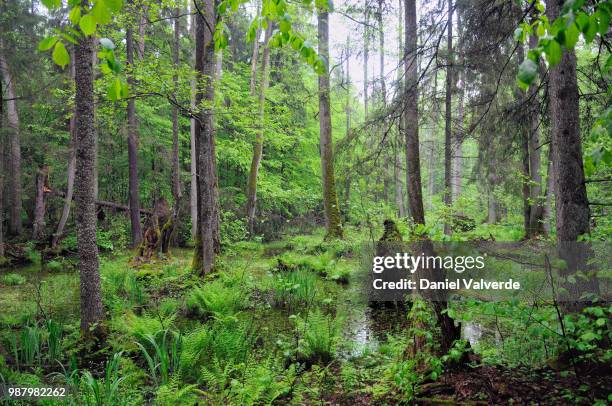 bialowieza primeval forest - bialowieza forest stock pictures, royalty-free photos & images