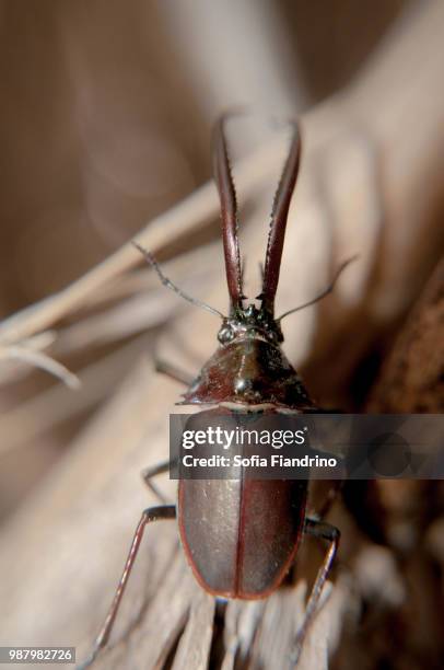 cantaria macho - insect mandible stock pictures, royalty-free photos & images