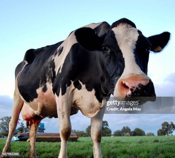 a curious black and white friesian cow - friesian cattle 個照片及圖片檔