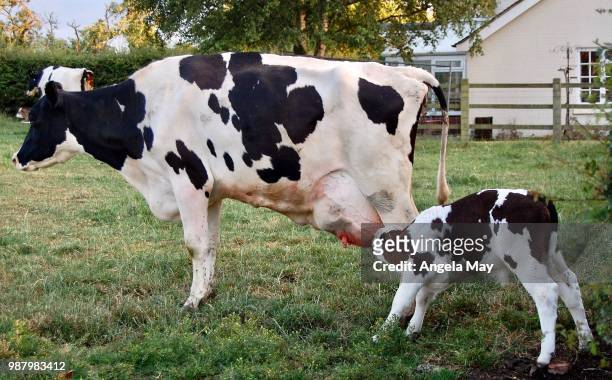 black and white cow with feeding calf - ubre fotografías e imágenes de stock