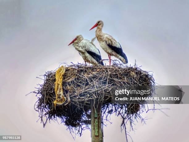 585 Malpartida Stock Photos, HighRes Pictures, and Images Getty Images