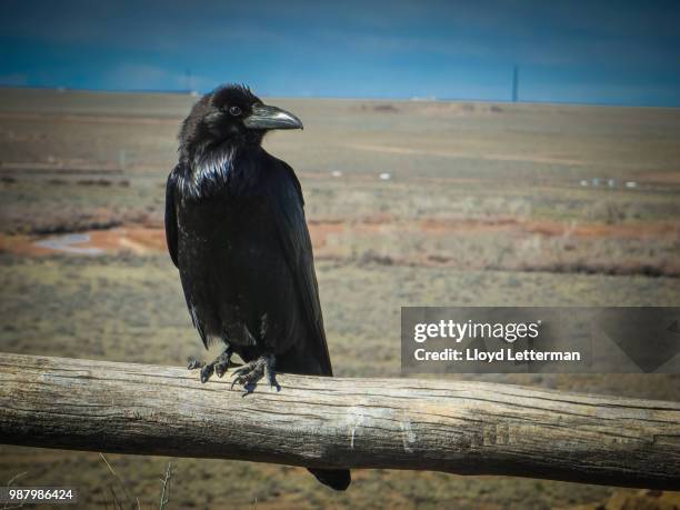 14 Chihuahuan Raven Stock Photos, High-Res Pictures, and Images - Getty ...