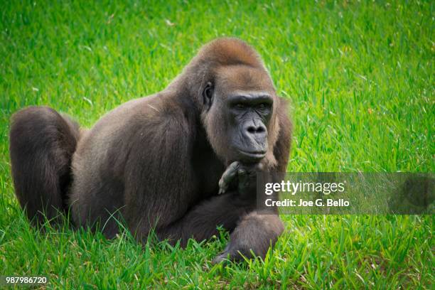 lowland gorilla - western lowland gorilla stock pictures, royalty-free photos & images